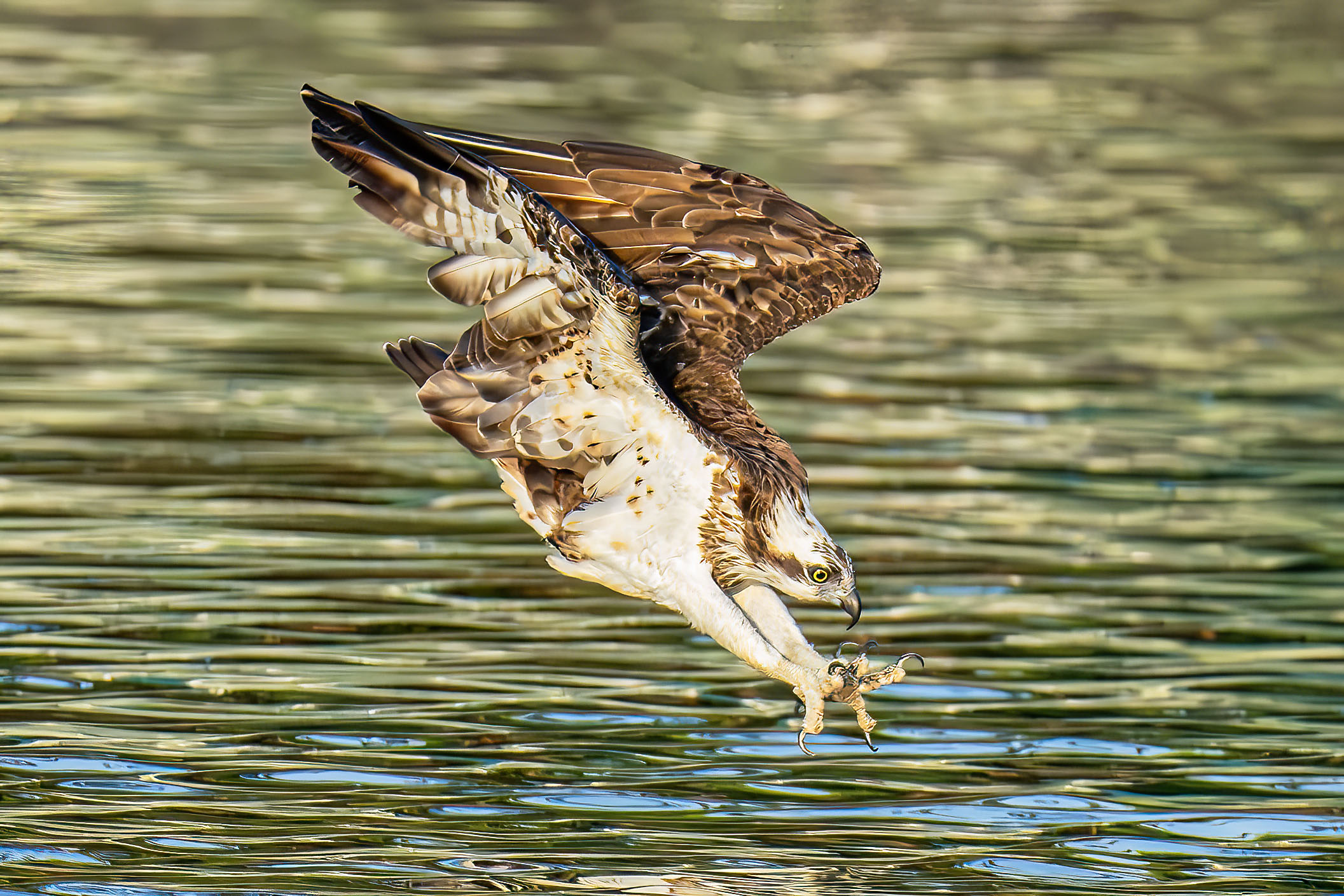 Krabi Overseas Workshop, Jan 2026